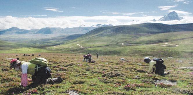 Người dùng Trung Quốc kiện người bán đông trùng hạ thảo