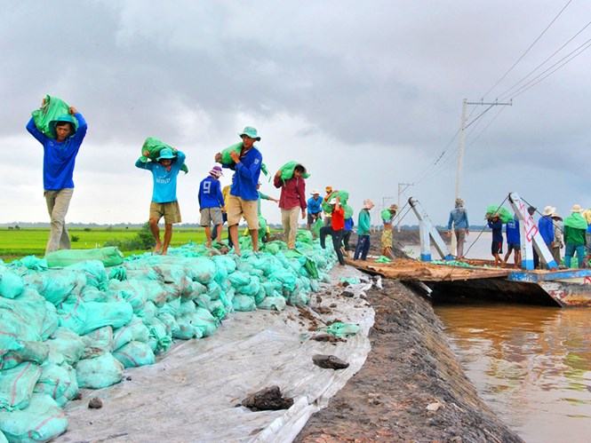 Việc đắp đê bao, đào kênh để sản xuất lúa vụ 3 được cho là một nguyên nhân khiến đất ĐBSCL cạn kiệt dinh dưỡng /// Ảnh: Công Hân