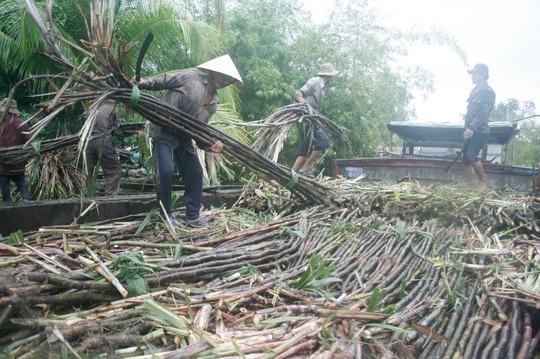 Nhà máy đường lại lo “đói” mía