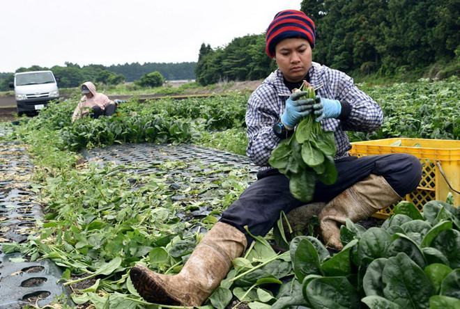 Nhật Bản nới quy định di trú, lao động nước ngoài có thể ở lại lâu dài - ảnh 1