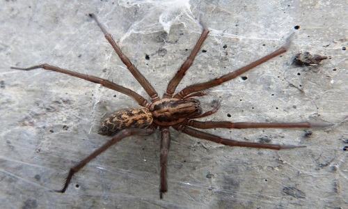 VNE-Giant-house-spiders-the-si-7494-8044