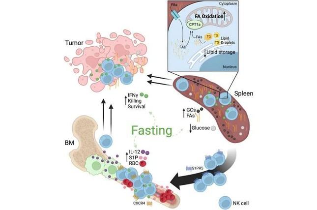 Nhịn ăn giúp các tế bào tiêu diệt tự nhiên chống lại ung thư tốt hơn ảnh 1