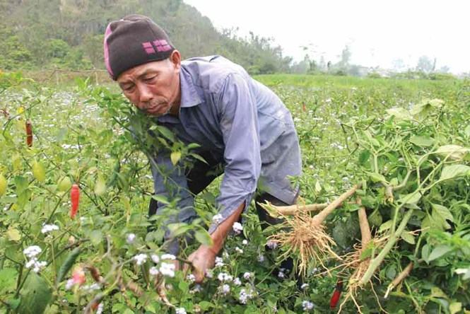 Nhổ bỏ ớt hàng loạt vì không có người mua