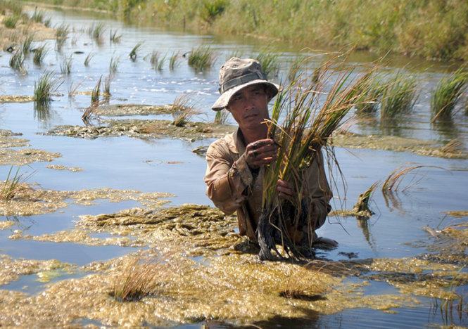 Ông Trần Văn Trung (xã Thới Bình, huyện Thới Bình, Cà Mau) giữa ruộng lúa bị thiệt hại nặng nề do nước mặn xâm nhập cao chưa từng thấy Ảnh: Tấn Thái