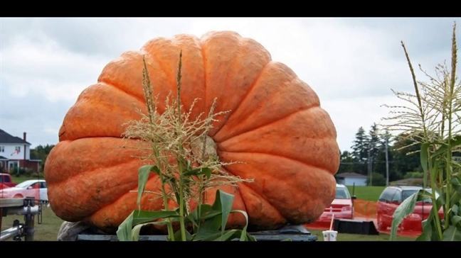 Nhung dieu thu vi ve trai bi ngo trong le hoi Halloween