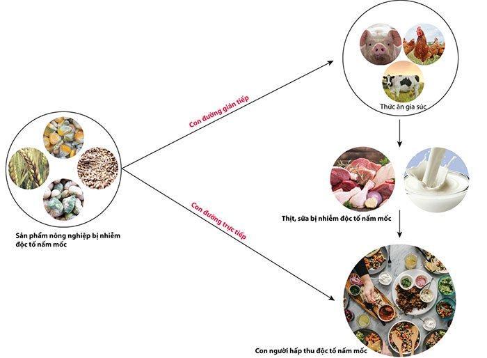 Con đường hấp thu độc tố nấm mốc ở người từ các sản phẩm nông nghiệp.