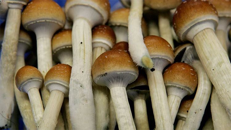 Psilocybin có trong nấm ảo giác là hợp chất tạo ra hiệu ứng độc đáo cho con người.