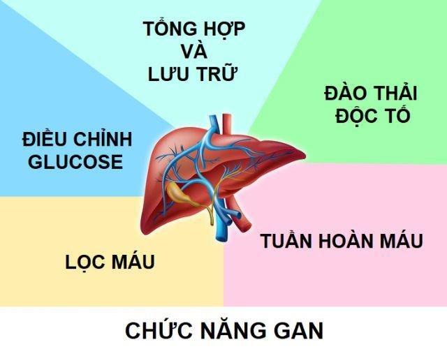 Chức năng gan