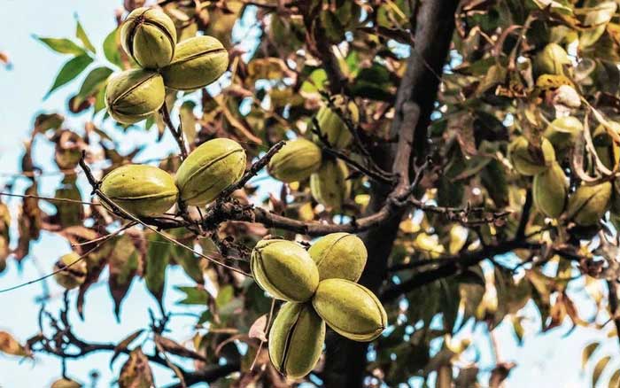 Không nên ăn hạt hồ đào nếu bạn có tiền sử dị ứng với các hạt, quả hạch.