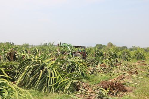 Nông dân “cắn răng” chặt bỏ thanh long