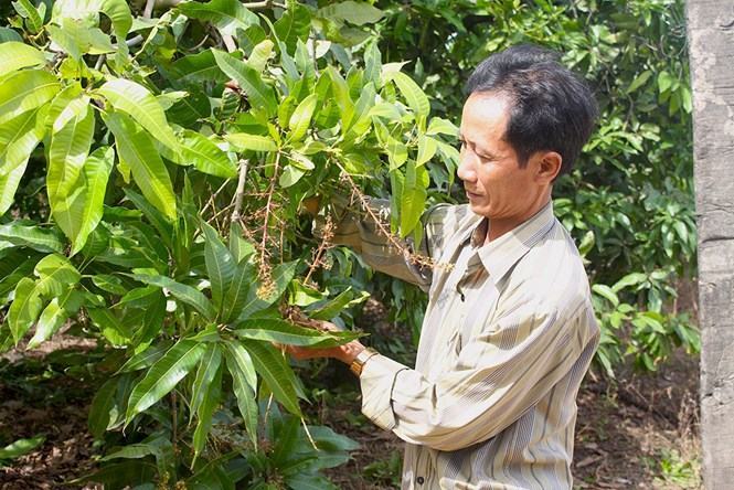 Ông Nguyễn Minh Khoa (51 tuổi, ngụ H.Định Quán) buồn bã vì xoài nghịch mùa bị rụng sạch bông /// Ảnh: Tiểu Thiên