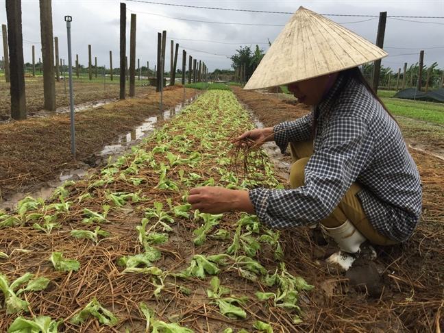 Nong dan lao dao vi rau tet ngap lu