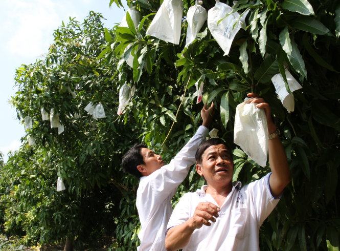 Nông dân lao đao vì thông tin thất thiệt 