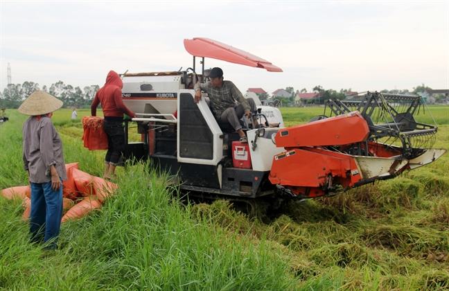 Nông dân Nghệ An, Hà Tĩnh hối hả thu hoạch lúa chạy bão Podul