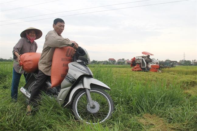 Nong dan Nghe An, Ha Tinh hoi ha thu hoach lua chay bao Podul