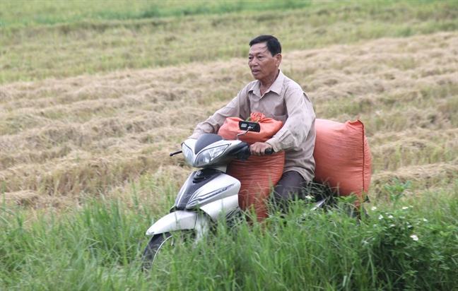 Nong dan Nghe An, Ha Tinh hoi ha thu hoach lua chay bao Podul