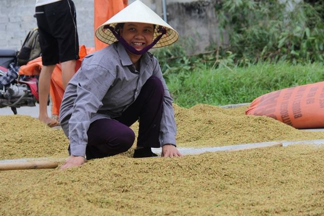 Nong dan Nghe An, Ha Tinh hoi ha thu hoach lua chay bao Podul