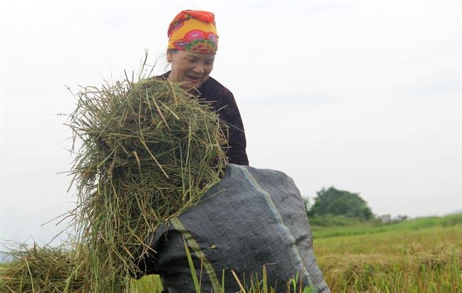 Nong dan Nghe An, Ha Tinh hoi ha thu hoach lua chay bao Podul