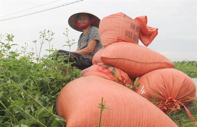 Nong dan Nghe An, Ha Tinh hoi ha thu hoach lua chay bao Podul