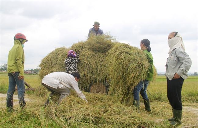 Nong dan Nghe An, Ha Tinh hoi ha thu hoach lua chay bao Podul