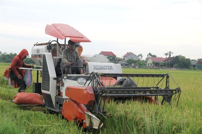 Nong dan Nghe An, Ha Tinh hoi ha thu hoach lua chay bao Podul