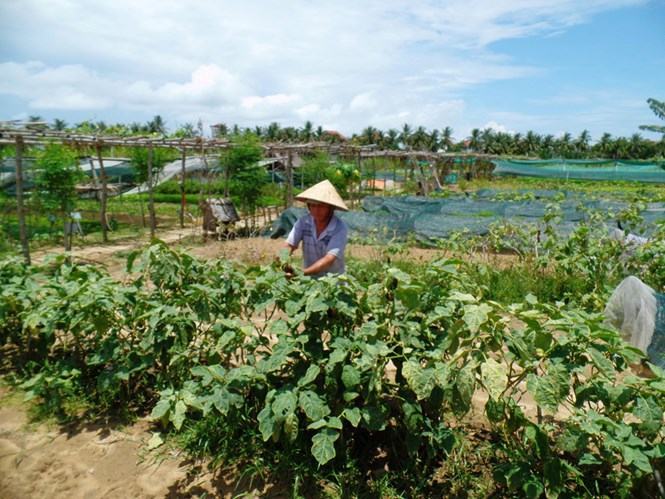 Trồng rau hữu cơ phải tuân thủ nhiều tiêu chuẩn nghiêm ngặt  /// Ảnh: Hoàng Sơn