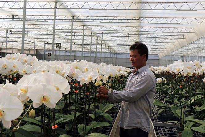 Sản xuất lan hồ điệp theo công nghệ cao cho doanh thu 1,2 tỉ đồng/ha/năm /// Ảnh: L.Viên