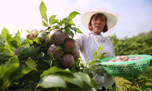 nong-nghiep-viet-di-cham-hon-trung-quoc-han-quoc-thap-nien-90