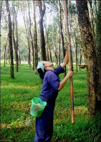 Nữ công nhân cao su: Lành ít dữ nhiều