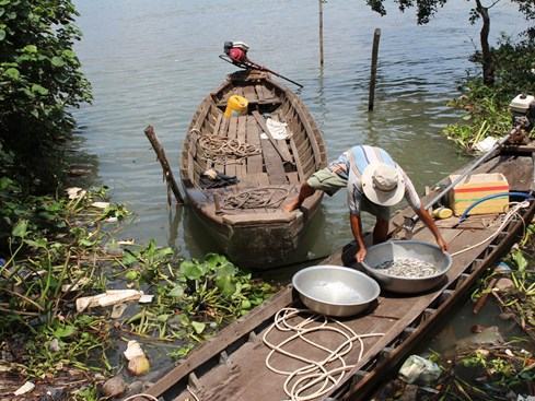 Nước sông Hậu  xanh như... nước biển