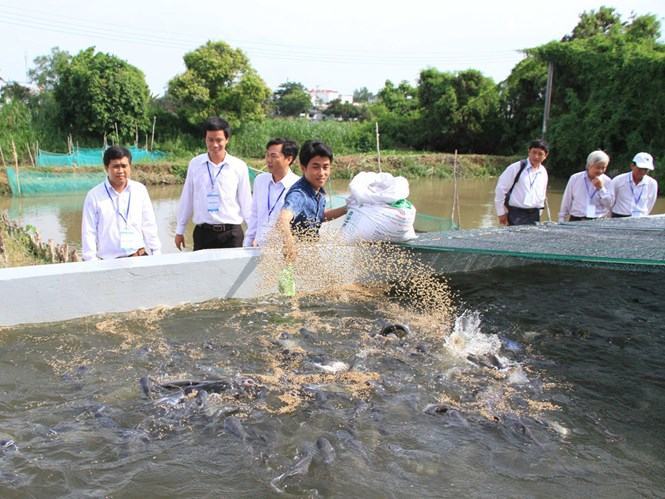 Cho cá ăn trong bể xi măng /// Ảnh: Đình Tuyển