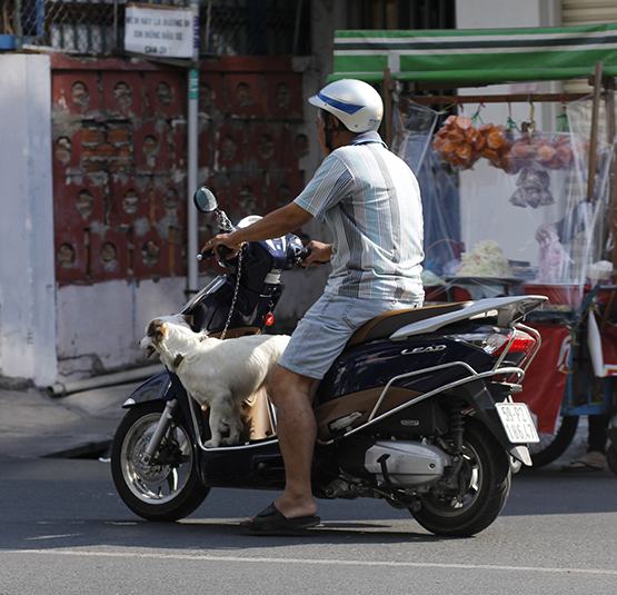 Nuôi “thú cưng” coi chừng bị phạt!