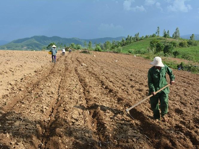 Nông dân Sông Hinh trồng sắn sau những cơn mưa vàng	 /// Đức Huy