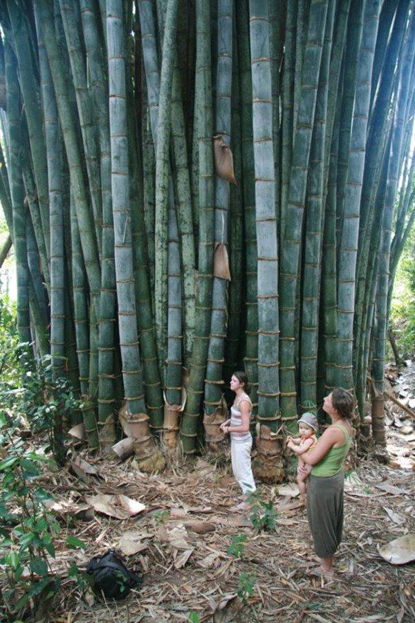 Phải chăng đây chính là cây tre Thánh Gióng trong truyền thuyết?