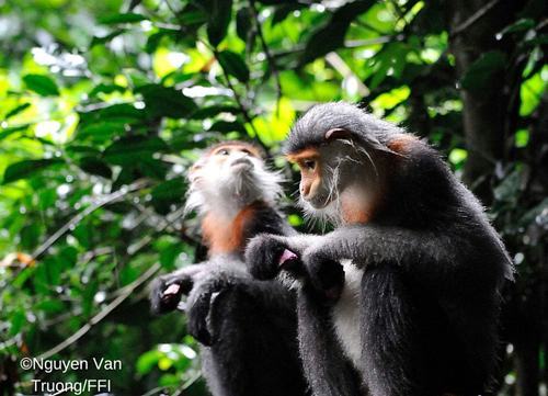 Phát hiện 500 con chà vá chân xám tại Tây Nguyên