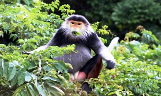 Phát hiện hàng chục cá thể voọc quý hiếm ở rừng Bắc Hải Vân