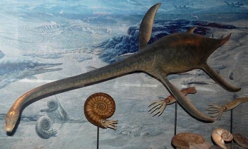 VNE-Plesiosaur-5602-1437960776.jpg