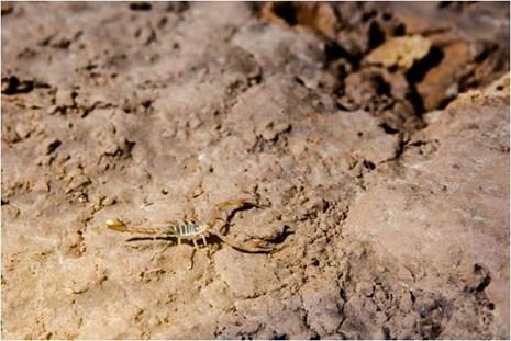 Phát hiện thêm nhiều hang động độc đáo tại Phong Nha - Kẻ Bàng - ảnh 21