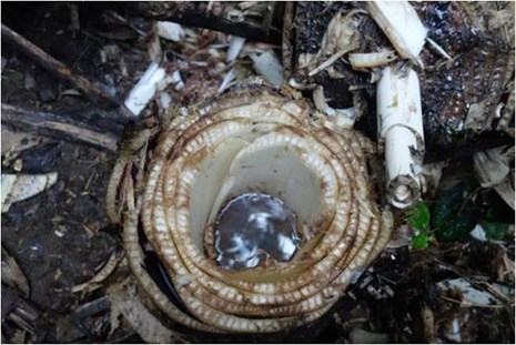 Phát hiện thêm nhiều hang động độc đáo tại Phong Nha - Kẻ Bàng - ảnh 3