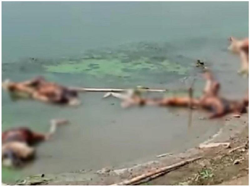 Phát hiện thêm nhiều thi thể nghi của bệnh nhân Covid-19 trôi dạt vào bờ sông Hằng