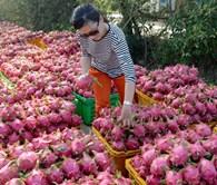 Phạt người Trung Quốc thu mua thanh long trái phép