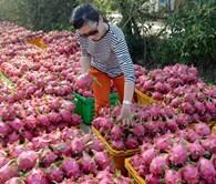 Phạt người Trung Quốc thu mua thanh long trái phép