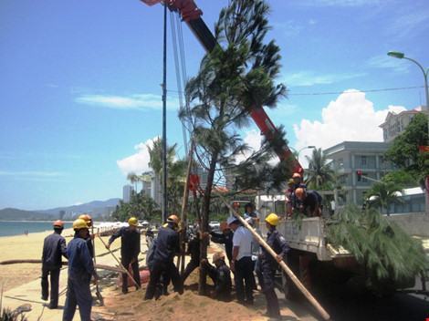 Phố biển Nha Trang trồng cây thông Caribe