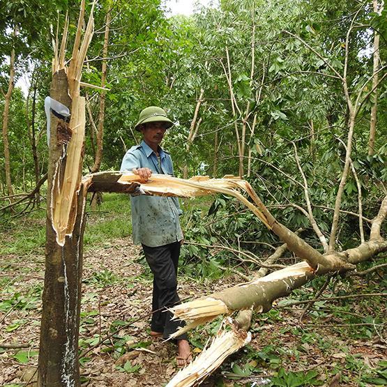 Quảng Trị: Ngừng phát triển cây cao su gần và ven biển