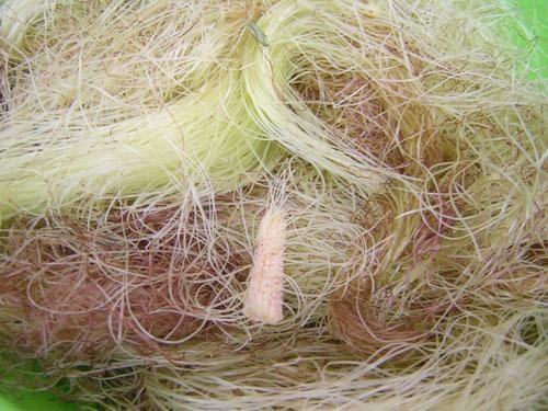 Râu ngô – vị thuốc rẻ tiền nhiều công dụng