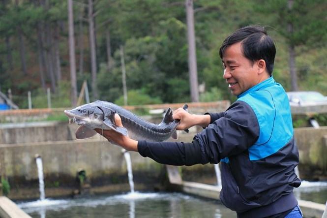 Rẽ trái sang làm nông: Mê nuôi cá tầm hơn làm an ninh hàng không