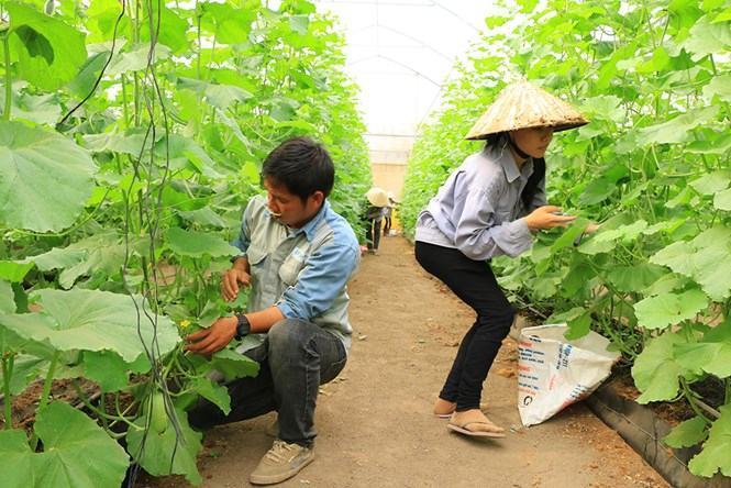 ‘Rẽ trái’ sang làm nông: Tiến sĩ quản trị kinh doanh làm nông nghiệp công nghệ cao