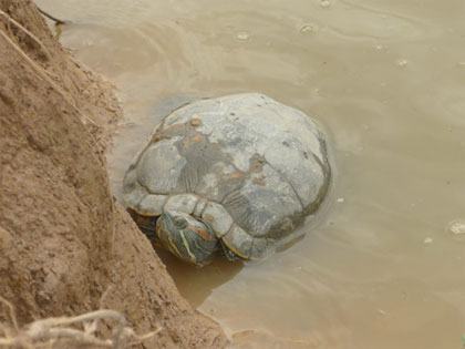 Rùa tai đỏ, mối họa cho môi trường