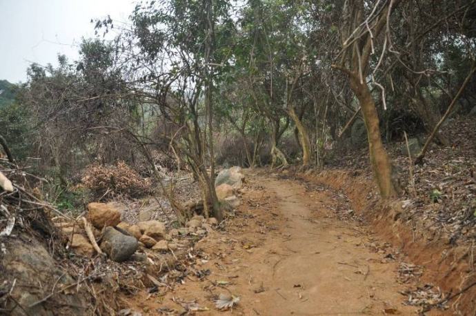 Yêu cầu khẩn trương xử lý vụ rừng Sơn Trà bị xâm hại