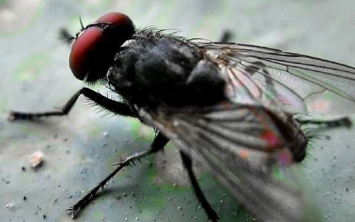 Chống dịch bệnh trước tác nhân gây bệnh do virus, vi khuẩn